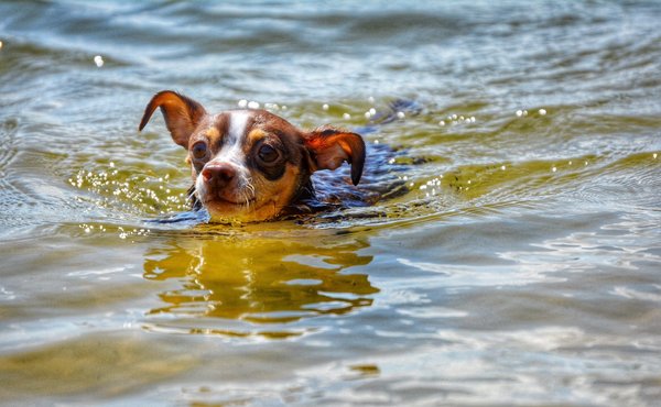 Quelles sont les étapes à suivre pour se lancer dans un parcours sportif en tant que débutant ?